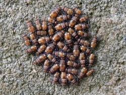 スジチャタテの幼虫の集団。チャタテムシ科。成虫の透明な翅に入る黒帯の模様が和名の由来です。体長5ミリメートル程度。幼虫は画像のように集団をつくります。木の幹に生えた地衣類を摂食すると言われています。画像は、コンクリートの壁に30個体以上の幼虫が集まっているところです。
