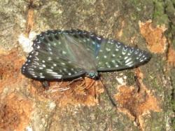 スミナガシ。タテハチョウ科。前翅長32から44ミリメートル。翅は、青緑色の地色に、白色の斑紋がまだらに入ります。成虫は春と夏の年2回、出現し、林内や林縁で見られ、樹液に来ることもあります。幼虫は、アワブキ科の葉を食べます。この画像は、樹液を吸っている1個体の成虫を撮影したもので、翅を広げて、手前を向いています。