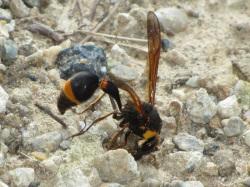 スズバチ。スズメバチ科。ドロバチの仲間です。体長18から30ミリメートル。体色は黒色で、胸部の肩の部分や、腹部の中央部などに黄色が入ります。翅は、半透明の褐色です。胸部と腹部の間は細くなります。ドロバチの仲間の成虫は、泥で鈴状というか団子状の大きな巣を作り、捕まえた獲物をその中に入れて、産卵し、幼虫の餌とします。成虫は夏から秋に出現します。この画像は、小石混じりの地面で餌を探している成虫を横から撮影したもので、右向きです。