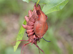 シャチホコガの幼虫。シャチホコガ科。開帳55ミリメートル前後。成虫は春と夏に出現する、褐色系の地味なガです。それに対して、幼虫は背中の各節に突起があり、腹部の先が膨れた形と、エビ反りの姿勢で、とても奇抜な格好をしています。幼虫の体色は赤褐色から灰色に近い色まで様々です。幼虫は、カエデ科、ニレ科、ブナ科、バラ科など、多様な植物の葉を食べます。この画像は、1個体の赤褐色の幼虫が、垂れた葉にぶら下がるように止まっている状態を撮影したものです。頭は下向きで、反らせた腹部の先が手前に来ています。