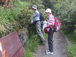 植物調査の様子。和泉葛城山の登山道Bコースにおいて、元館長の上久保文貴先生が植物を調べて、植物担当が種名を記録しているところを撮影した画像です。