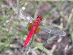 ショウジョウトンボ。トンボ科。体長50ミリメートル前後。オス成虫は成熟すると全身が真っ赤になります。アカトンボの仲間ではないですが、アカトンボの仲間より深い赤色です。メス成虫、および未成熟のオス成虫は、うすい橙色です。翅は透明です。成虫の時期は春から秋までです。幼虫は池に生息します。この画像は、茎か葉の先に止まっている1個体のオス成虫を撮影したもので、右奥向きです。