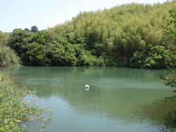 貝塚市三ケ山にある大正池。北側に堤があり、東側に林があります。
