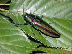 タマムシ。タマムシ科。体長25から40ミリメートル。やや細長い体形をしています。体色は、金属光沢のある緑色で、胸部と前翅に1対の赤色の縦帯が入ります。成虫は主に夏に見られ、エノキやケヤキの葉を食べます。幼虫は、それらの衰弱木の材を食べます。この画像は、葉に止まっている1個体の成虫を背中側から撮影したもので、左上向きです。