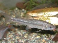 タモロコ。コイ科。淡水魚。全長10cm前後。体色は、やや褐色がかった銀白色で、側面に暗色の線が入ります。口に1対のひげがあります。川の中流域から下流域、池、水田、用水路などに生息します。肉食性が強く、他の小動物を食べます。画像は、水槽内の1個体を撮影したもので、右向きです。