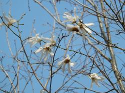 タムシバ。モクレン科。落葉小高木。高さ10メートルほどになります。春先の葉の開かない時期から6枚の花びらを持った白い花を咲かせます。この画像は、8個ほどの花を撮影したもので、枝には葉がまだ出ていません。