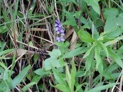 タツナミソウ。シソ科。多年草。茎の高さは20から40センチメートルになります。春に茎の先から花穂を出し、青紫色の花を、一方向に幾つか咲かせます。花は上唇と下唇から成り、上唇はドーム状で、下唇は3裂します。下唇の真ん中は白地に紫色の斑点が入ります。この画像の中央には、1本の花穂が写っていて、10個ほどの花がこちらを向いて咲いています。