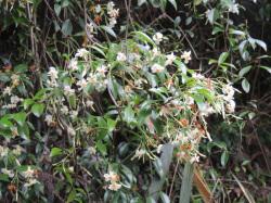 テイカカズラ。キョウチクトウ科。つる性の常緑低木。他の木に絡まって、茎を伸ばします。6月頃に、枝先や葉腋から、白色の花を咲かせます。5裂したそれぞれの裂片はねじれて、直径2から3センチメートルのプロペラ状に広がります。花には芳香があります。この画像は、林縁で他の植物に絡まったもので、50個ほどの花が咲いている状態です。