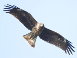 トビ。タカ科。留鳥。全長60から70センチメートル。海岸部や平地に多く、丘陵地から山地にかけても生息します。体は全体的に茶色と白色のまだら模様です。主に動物の死体を食べ、海岸部では魚の死体を両脚で押さえつけて、肉をついばんでいる様子が見られます。この画像は、飛んでいる1羽を下から撮影したもので、こちらを向いています。開いた翼の下面先端近くにある白班が見分けるポイントの一つです。