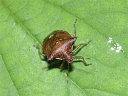 トゲカメムシ。カメムシ科。体長10ミリメートル前後。体色は、鈍い光沢のある褐色です。前胸背板が左右に棘状に張り出すのが和名の由来です。成虫は、主に夏を中心に、出現します。山地性です。ストロー状の口で、キク科やバラ科の植物の汁液を吸います。この画像は、葉の上に止まっている1個体を撮影したもので、こちらを向いています。