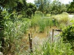 自然生態園「トンボの池」。池の周囲には、植栽したヨシ、コガマ、アンペライが育っています。