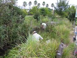 トンボの池の生きもの調査。トンボの池に入って、ヤゴなどを採集している様子です。