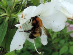 トラマルハナバチ。ミツバチ科。働きバチの体長は12ミリメートル前後で、女王バチの体長は16ミリメートル以上です。女王バチと働きバチともに、胸部は橙色で、腹部の後半は黒色です。全身、長い毛に覆われます。働きバチは蜜を集めます。この画像の右から出ている茎の先に咲いた横向きの白い花から吸蜜している1個体を撮影したもので、頭は上にあります。