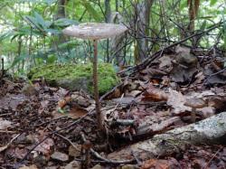 ツエタケ。タマバリタケ科。夏から秋にかけて林内の地上に生えます。傘の直径が10センチメートル、柄の高さが12センチメートルに達することがありますが、柄が細いので、ひょろひょろとした感じがします。傘の表面は、うすい茶色です。この画像は、林内の地面から伸びた1本を横から撮影したものです。