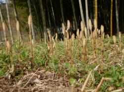 スギナ （ツクシ）。トクサ科。大きく分けるとシダの仲間です。早春に地下茎から直立して伸びる胞子葉がツクシで、食用となります。胞子を放出した後、胞子茎は枯れ、高さ30センチメートルほどで緑色の栄養茎が出ます。節があり、節から棒状の葉が輪生します。この画像は地面から生えた20本以上のツクシを撮影したものです。ツクシはわずかに褐色ががった白色で、背景にはモウソウチクの竹林が写っています。