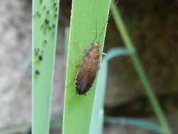 ツチゴキブリ。チャバネゴキブリ科。小型のゴキブリで、体長は7～11ミリメートル。光沢のある淡褐色。水辺の湿った草地などに生息します。雑食性。幼虫で冬を越し、春に成虫が見られます。画像は、1個体の成虫が自然生態園のイネ科植物に、上向きに止まっているところを撮影したものです。