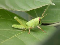 ツチイナゴの幼虫。夏に出現するツチイナゴの幼虫は、成虫の体色と異なり、黄緑色です。複眼の下の黒色の逆三角形の斑紋は、成虫と同じです。この画像は、葉の上に止まっている1個体の幼虫を撮影したもので、右向きです。