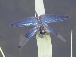 チョウトンボ。トンボ科。体長35ミリメートル前後。体色は、翅も含めて、金属光沢のある深い青色で、翅の先の方だけ透明になることがあります。チョウの仲間のように、ひらひらと飛ぶことが和名の由来です。水生植物の多い池に生息します。夏を中心に成虫が見られます。この画像は、1枚の細い葉の止まっている1個体を向き合う位置から撮影したものです。前翅は45度ほど下げていて、後翅は水平にしています。