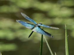 チョウトンボ。トンボ科。体長35ミリメートル前後。体色は、翅も含めて、金属光沢のある深い青色で、翅の先の方だけ透明になることがあります。チョウの仲間のように、ひらひらと飛ぶことが和名の由来です。水生植物の多い池に生息します。夏を中心に成虫が見られます。捕食者。この画像は、アンペライというカヤツリグサ科の葉の先に止まっている1個体を撮影したもので、ほぼ向こう側向きです。