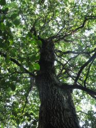 ウバメガシの木立。この画像は、先のこの画像よりも、根元に近い側も写るようにしたものです。
