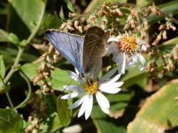 ウラナミシジミ。シジミチョウ科。前翅長16ミリメートル前後。翅の表面は、うすい青紫色で、裏面は、うす茶色と白色の細かなしま模様です。夏から晩秋まで、成虫が見られます。幼虫は、マメ科の花や蕾を食べます。この画像は、キク科の花で吸蜜する1個体の成虫を撮影したもので、翅はやや開き、左下向きです。