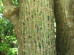 ウリハダカエデの幹。この画像は、ウリハダカエデの太い幹の表面を撮影したもので、基本は縦に筋が入っていて、うすい緑色、濃い緑色、うすい褐色の部分がモザイク状に模様をつくっています。