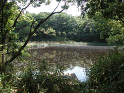 貝塚市名越にある牛神池。せんごくの杜の中にあり、周囲を林に囲まれた閉鎖的な池です。