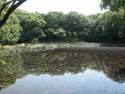 牛神池の画像です。貝塚市名越にあります。周囲を林に囲まれ、雨水のみで維持されている池です。