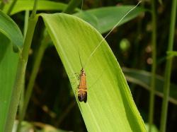 ウスベニヒゲナガ。ヒゲナガガ科。ヒゲナガガ科の仲間は、名前の通り、非常に長い触角を持っています。ウスベニヒゲナガの開帳は15から20ミリメートルです。開帳は左右の翅を広げた長さです。前翅の基部側は黄橙色に数本の黒帯が縦に入ります。成虫は5月から7月にかけて出現します。幼虫の餌植物は分かりません。この画像は、ササの葉に止まった1個体を背中側から撮影したもので、頭が上向きです。触角は体長の4倍以上はありますが、長すぎて画像からはみ出ていて、実際に何倍かは分かりません。