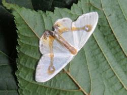 ウスギヌカギバ。カギバガ科。開帳30から45ミリメートル。翅が絹のように白色で薄くすかして見えるのが和名の由来です。翅を広げて止まった時に、体の背面と前後翅にまたがって、黄褐色の逆さの矢印模様が1個現れます。春から秋にかけて成虫が出現します。幼虫は、ブナ科の葉を食べます。この画像は、葉の裏に翅を広げて止まっている1個体を背中側から撮影したもので、頭部は右下向きなので、矢印模様は左上向きです。