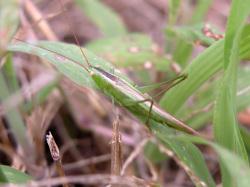 ウスイロササキリ。キリギリス科。体長15ミリメートル前後。やや尖った頭部をしています。緑色型と褐色型がいますが、千石荘では緑色型がほとんどです。前翅の背面にくる部分は、うすい褐色です。草地に生息し、初夏と秋に成虫が出現します。雑食性ですが、主にイネ科の草の種子や葉を摂食します。この画像は、草に止まっている緑色型の1個体を撮影したもので、左上向きです。
