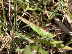 ウスイロササキリ。キリギリス科。体長15ミリメートル前後。やや尖った頭部をしていて、緑色型と褐色型がいます。前翅の背面にくる部分は、うすい褐色です。草地に生息し、初夏と秋に成虫が出現します。キリギリス科は、基本的に雑食性ですが、ササキリの仲間は主にイネ科の草の種子や葉を摂食します。この画像は、草に止まっている緑色型の1個体を側面から撮影したもので、右向きです。