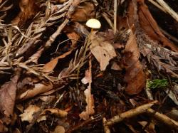 ウスキブナノミタケ。クヌギタケ科。秋に、前年に落ちたブナの実から生えます。とても細い柄の先に、直径1センチメートルに満たない小さな傘が開きます。色は、うすい黄色です。この画像は落葉層から突き出た1本を撮影したものです。