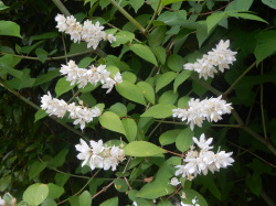 ウツギ。アジサイ科。落葉低木。高さ3メートルほどになります。春から夏にかけて枝先に、房状に、5弁で白色の花を多数付けます。花は、卯の花と呼ばれるものです。この画像は、枝先についた葉と花を撮影したもので、枝はこちらに向いて伸び、左側に4本、右側に3本、花序が白色のブラシのように斜め上向きに立ち上がっています。