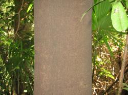 ヤブニッケイの幹。この画像は、ヤブニッケイの幹を近くから撮影したもので、濃い灰色で、表面はなめらかです。