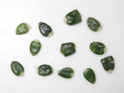 ヤドリギの種子。この画像は、実から取り出した濃い緑色の種子を11個、画用紙の上に置いて撮影したものです。表面に粘り気があります。