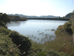 貝塚市木積にある薬師池。農耕地に囲まれた開放的な池です。