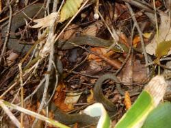 ヤマカガシ。ナミヘビ科。全長70から150センチメートル。毒ヘビ。背面は褐色の地色に黒色の斑紋があるタイプと、全身が黒みがかったタイプがあります。主にカエルを摂食します。この画像は、地面にいる1個体を撮影したもので、右側に頭があり、すこし上にもたげていて、左側に胴体が写っています。
