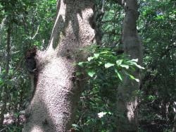 ヤマモモの幹と葉。この画像は、根元に近いヤマモモの幹を撮影したものです。色はうすい灰色で、小さな枝が出て、葉が付いています。