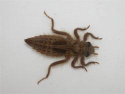 ヤマサナエの幼虫。ヤマサナエの幼虫は、全身が褐色で、主に河川の中流域に生息します。この画像は、採集した1個体の幼虫を白いトレイに置いて撮影したもので、右向きです。