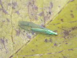 ヤマトクサカゲロウ。クサカゲロウ科。体長10ミリメートル前後。細長い体型で、体色は緑色で、背中側に1本の黄緑色の線が縦に入ります。翅は透明ですが、縦横に細かく分かれた翅脈は緑色です。幼虫の餌はアブラムシの仲間です。この画像は、採集した1個体の成虫を葉の上に置いて撮影したもので、右向きです。