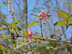 ヤマウグイスカグラの花。この画像には、1本の横7枝から出た数枚の葉と2個の花が写っています。