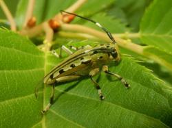 ヤツメカミキリ。カミキリムシ科。体長15ミリメートル前後。カミキリムシ科は、長い触角と、下向きに強く咬むことができる大あごを持っているのが特徴です。ヤツメカミキリは、細長い円筒形の体型で、黄緑色に黒色の斑点が散りばめられた体色をしています。幼虫は枯れ木の中で生活し、成虫は春から夏にかけて出現します。この画像は、1枚の葉の上にいる1個体の成虫を撮影したもので、右向きです。