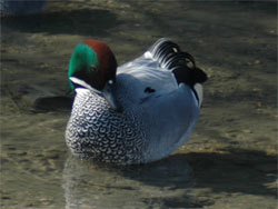 ヨシガモ。カモ科。冬鳥。全長48センチメートル前後。オスは顔から首の後ろにかけての光沢のある緑色が目立ちます。頭頂は茶色で、体は灰色です。メスは茶色が基調となります。嘴はオスとメスとも黒色です。主に植物食で、種子、水生植物、海藻などを食べます。この画像は、水面にいるオスを撮影したもので、こちらを向いています。