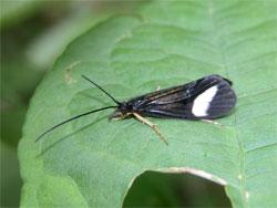 ヨツメトビケラ。フトヒゲトビケラ科。体長18ミリメートル前後。翅の色は黒色で、オスの中には、それぞれの翅の先の方に、やや大型の白色の斑紋を持つ個体もいます。成虫は、6月から8月にかけて出現し、昼に活動します。幼虫は、川の上流域に生息し、小石を糸でつづって、筒巣を作ります。この画像は、葉の上に止まった1個体の成虫を撮影したもので、左向きです。