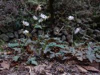 ユキワリイチゲ。キンポウゲ科。多年草。早春に白い可憐な花を咲かせます。白い花弁のように見えるものは咢片で、10枚前後あります。画像は、6個の花を咲かせた群落を撮影したもので、背景の斜面の一部には石積みがされています。