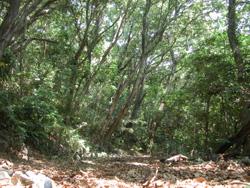 せんごくの杜の林内の画像です。この場所はコナラやアカマツが生えた周回路で、日差しが差し込んでいますが、林全体を見ると、クスノキの成長とともに、暗い場所が多くなってきています。