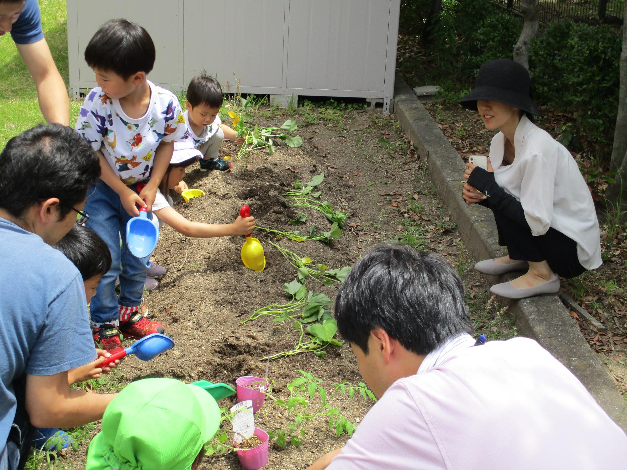 お父さんと子ども達がさつまいもの苗植えをしています。
