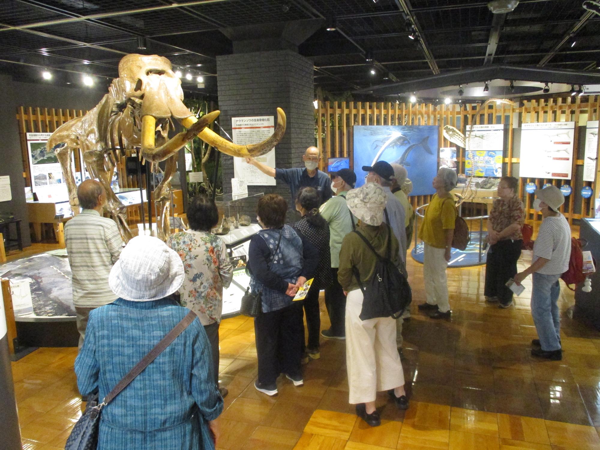 シルバーライフ受講者の皆さんが、きしわだ自然資料館にて展示されているナウマンゾウの標本前で、施設職員から説明を受けている様子です。