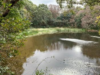千石堀城址の池